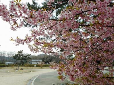 河津桜がまだ満開